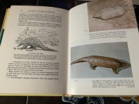Image of Mammals Volume 2 Page 107 - 234 : The Illustrated Encyclopedia of Animal Life